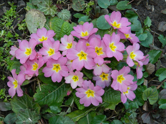 DSCN0636