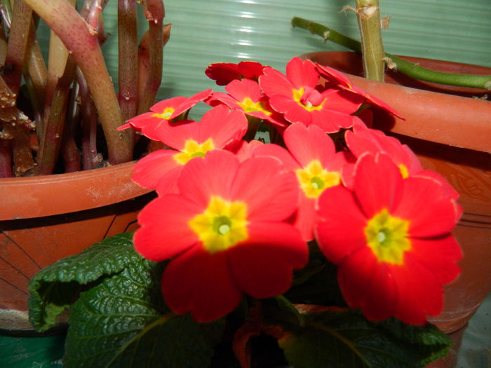 DSCN0658 - 2015_MARTIE