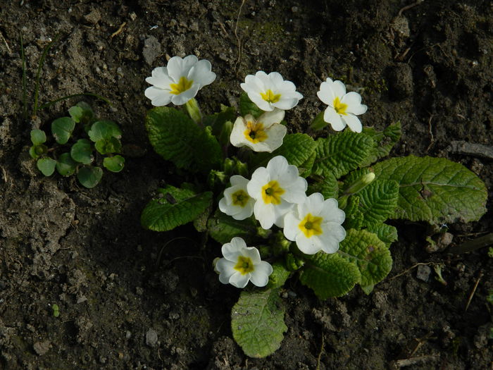 DSCN0725 - 2015_MARTIE