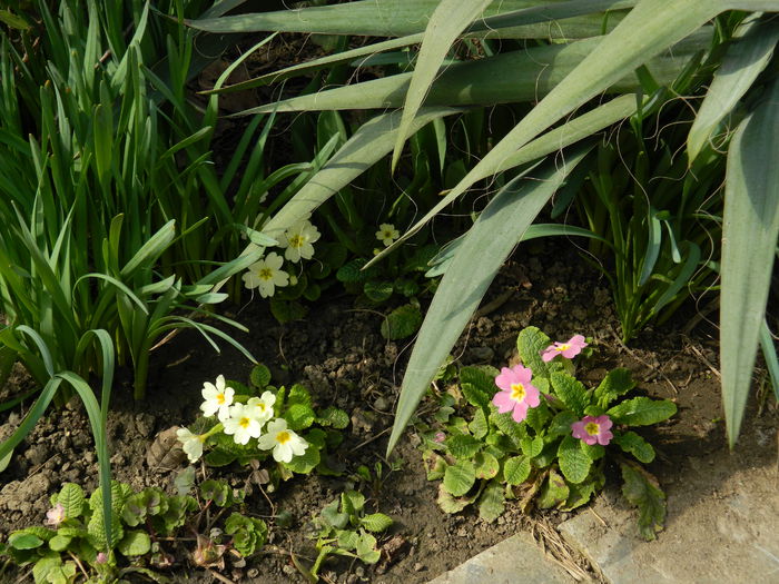 DSCN0726 - 2015_MARTIE