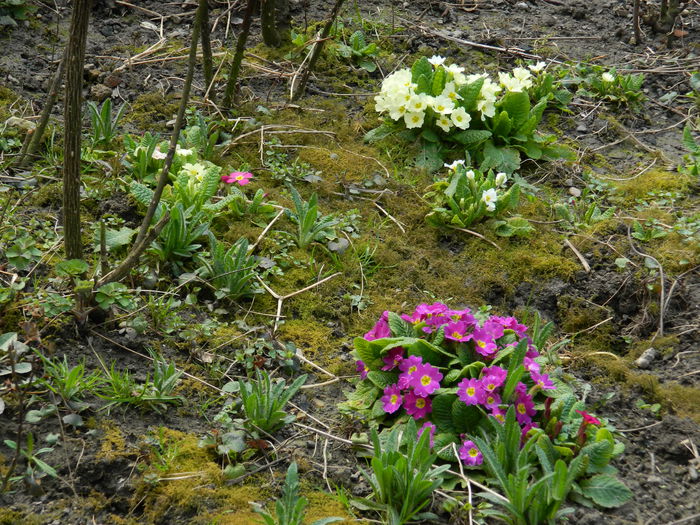 DSCN0729 - 2015_MARTIE
