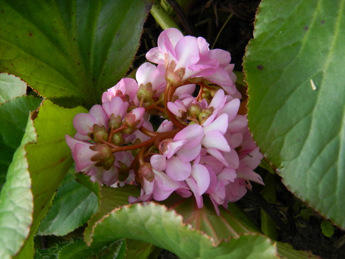 DSCN0730 - 2015_MARTIE