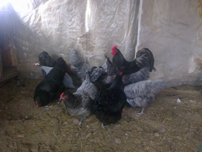 martie 15 006 - 03 AUSTRALORP albastru 2015