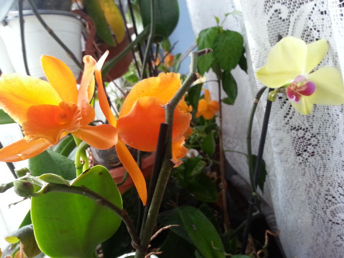 20150315_081235 - De vinzare orhidei