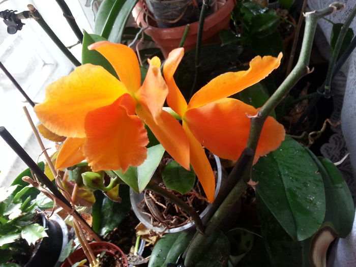 55 lei - De vinzare orhidei