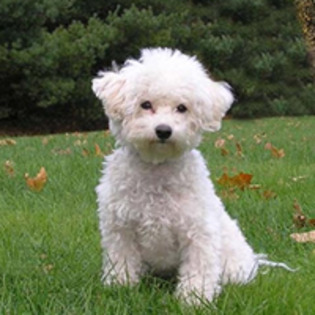 bichon-frise_73