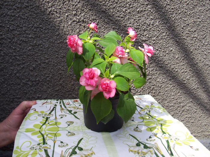 my photo 179; Impatiens(sporul casei roz batut)2015
