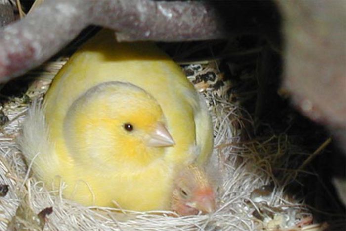 canari - Canari malinois waterslager