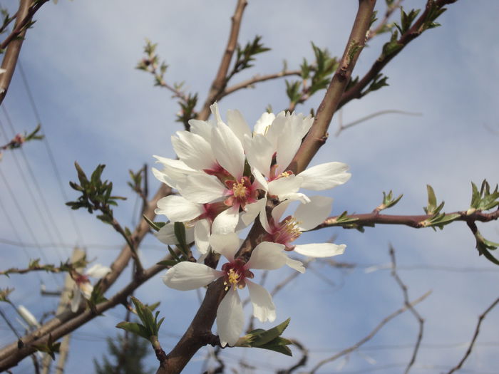 Migdal - Gradina