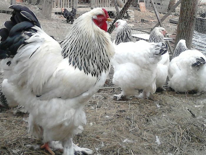 DSC_0557 - BRAHMA 2015