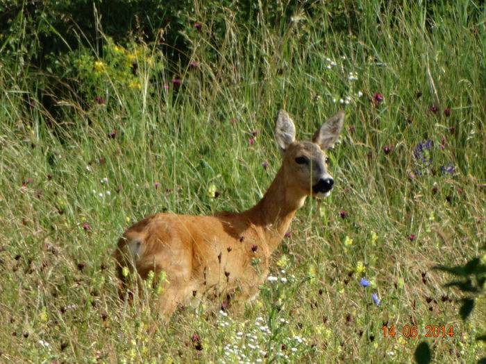 DSC04869 - Animale salbatice