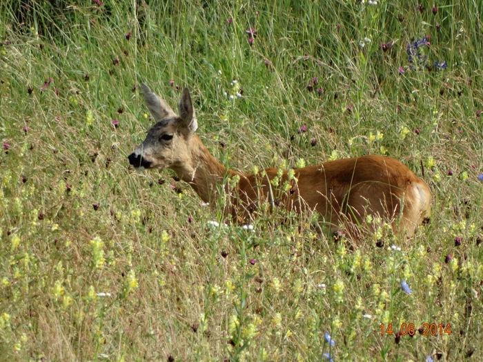 DSC04858 - Animale salbatice