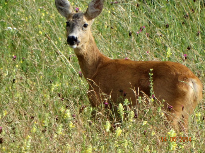 DSC04861 - Animale salbatice