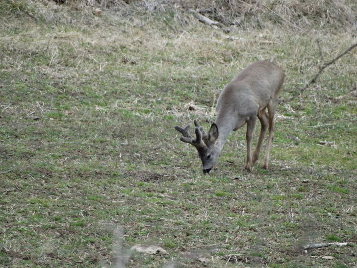 DSC09361 - Animale salbatice