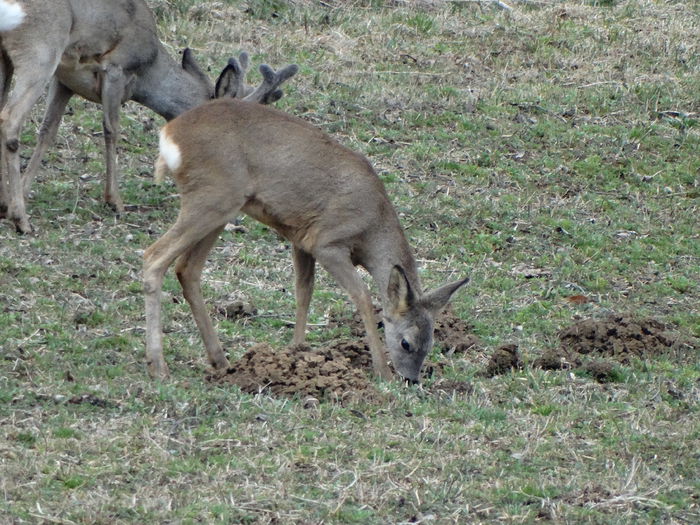 DSC09368 - Animale salbatice