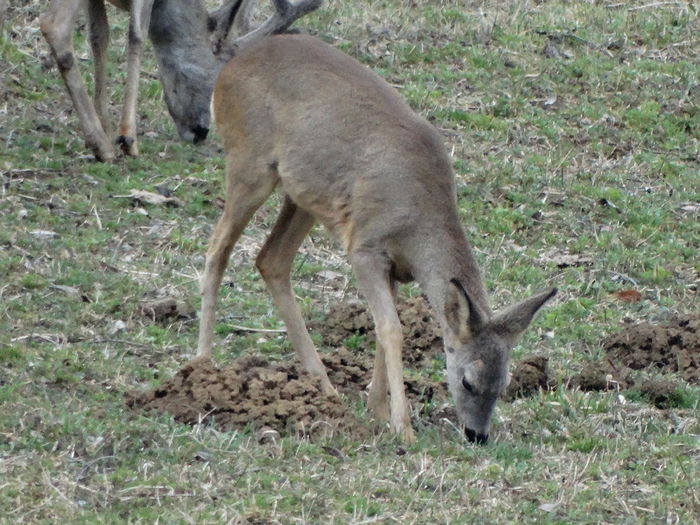 DSC09369 - Animale salbatice