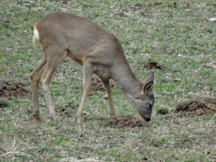 DSC09371 - Animale salbatice