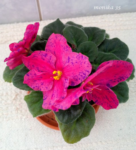 Martie 2015 - LIVE WIRE-PIERDUT