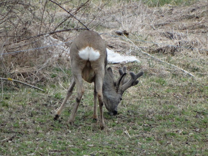 DSC09373 - Animale salbatice