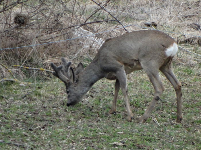 DSC09372 - Animale salbatice