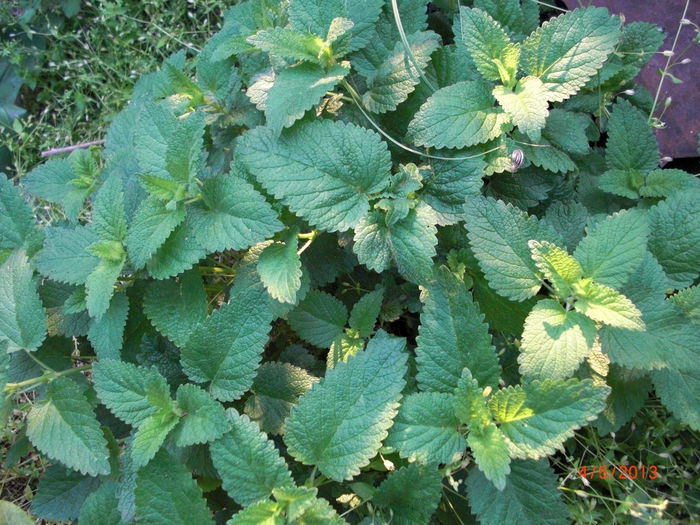 roinita - Gradina Casa si Plante Rare sau Deosebite pentru Sanatate