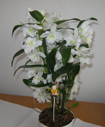 Dendrobium nobile - Flori 2015