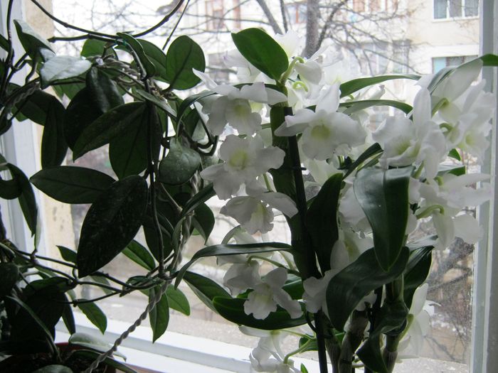 Hoya si dendrobium...doua frumoase