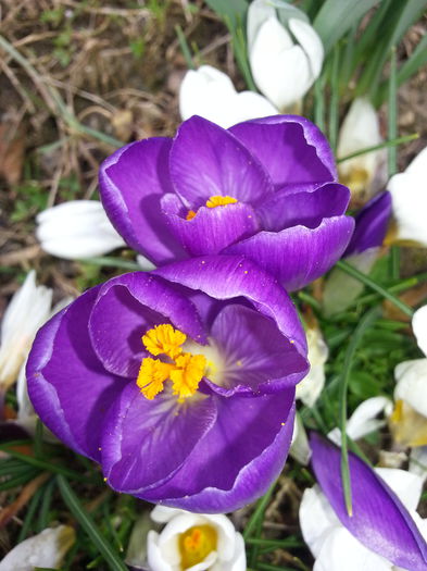 20150314_132730 - 1_PRIMAVARA