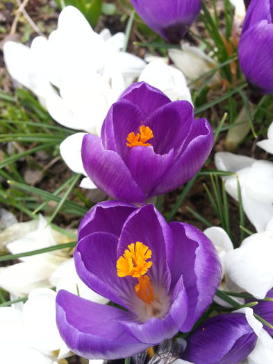 20150314_132714 - 1_PRIMAVARA