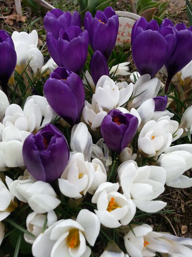 20150314_132709 - 1_PRIMAVARA