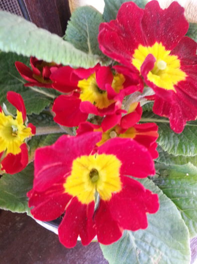 20150314_122733 - 1_PRIMAVARA