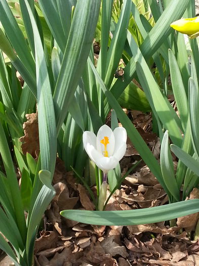 20150314_122344 - 1_PRIMAVARA