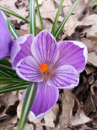 20150314_122329 - 1_PRIMAVARA