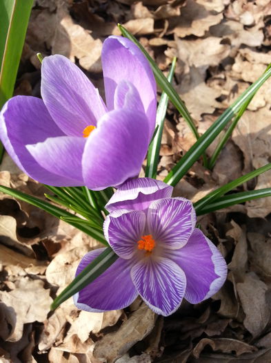 20150314_122323 - 1_PRIMAVARA