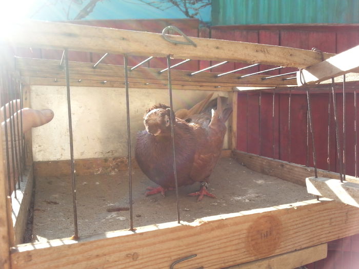 20150316_152544 - jucatori de balti