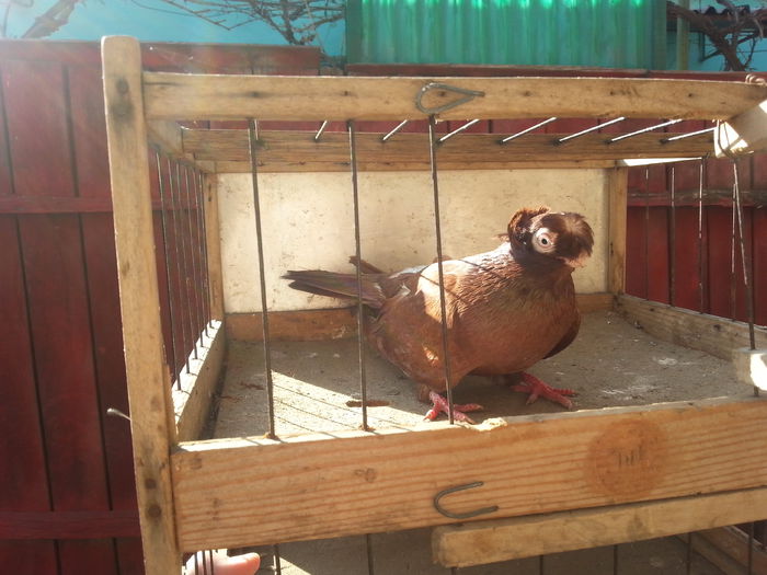20150316_152012 - jucatori de balti