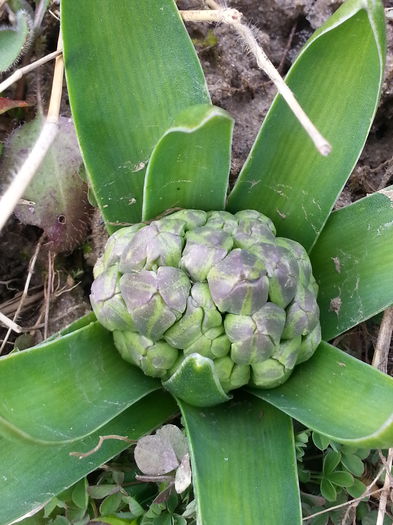 20150314_101655 - 1_PRIMAVARA