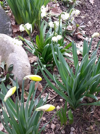 20150314_100039 - 1_PRIMAVARA