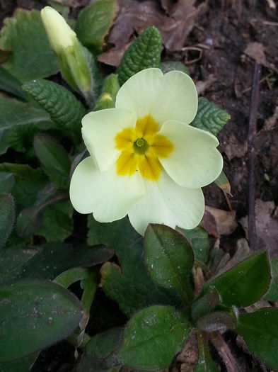 20150314_095947 - 1_PRIMAVARA