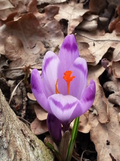 20150313_171318 - 1_PRIMAVARA