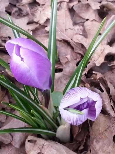 20150313_171311 - 1_PRIMAVARA