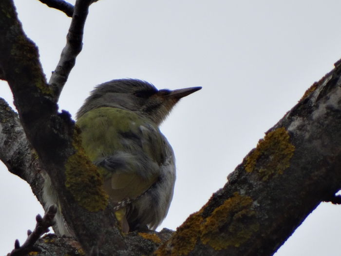 14.03.2015 ghionoaie sura ea