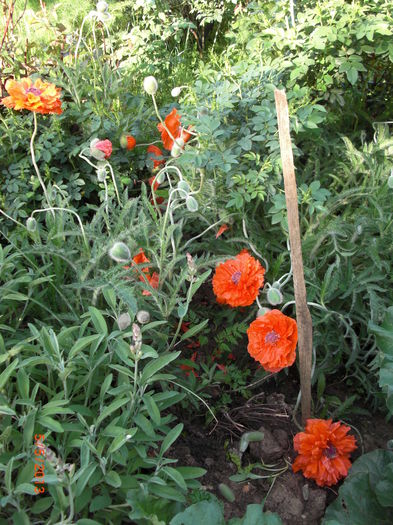 maci uriasi - Gradina Casa si Plante Rare sau Deosebite pentru Sanatate