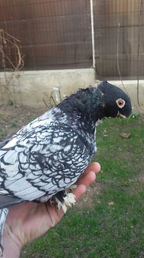 received_1548165902113087