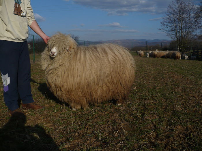 P1030600 - Turcane de Alba - Bale de Sugag