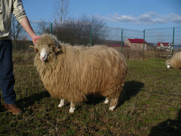 P1030601 - Turcane de Alba - Bale de Sugag