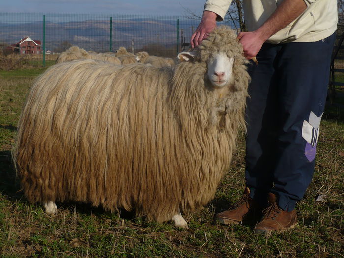 P1030606 - Turcane de Alba - Bale de Sugag