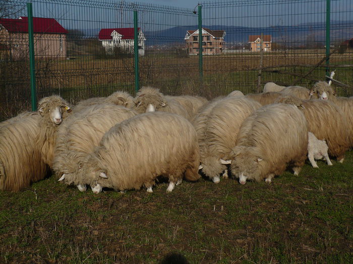 P1030608 - Turcane de Alba - Bale de Sugag