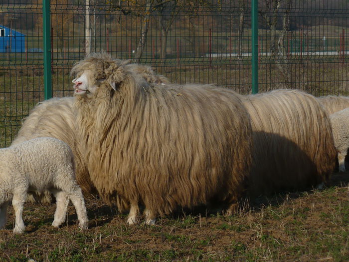 P1030609 - Turcane de Alba - Bale de Sugag