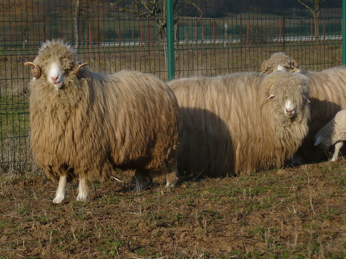 P1030610 - Turcane de Alba - Bale de Sugag